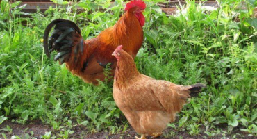 Životnost kuřete a kohouta